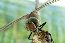 Closeup Of A Dragonfly Resting On A Branch