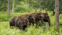 Asiatic Elephants Family Doing Mud Bath