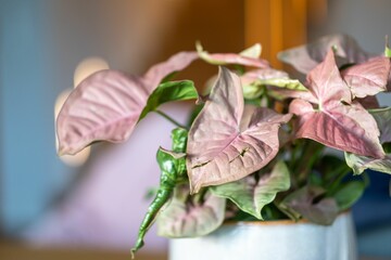 Wall Mural - Close-up shot of a Syngonium growing in a pot