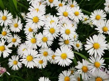 Closeup Shot Of Common Daisies (Bellis Perennis) In The Field