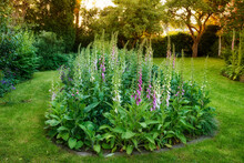 Many Colorful Foxgloves Growing In A Green Garden Against A Soft Sunset. Flowers Growing In Peaceful Harmony In A Quiet, Beautiful Backyard. Lush Shrub With Tall Shoots Adding Zen, Calm Beauty