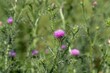 © Patricio Murphy/Wirestock Creators - Closeup of purple Milk thistles growing with green thorns in a meadow