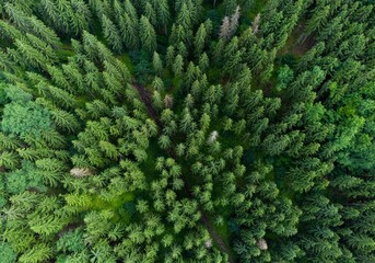 Poster - A top view of a fir forest in summer