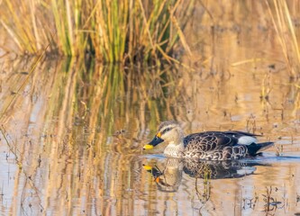 Sticker - Closeup of an Indian spot-billed duck swimming in a lake