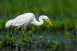 Beautiful Great egret perched on the shallow water and looking for food