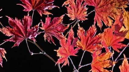 Wall Mural - video with bright color autumn maple tree leaves isolated on black background