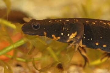 Poster - Closeup on a colorful Japanese sword-tailed firebellied newt, Cynops ensicauda popei