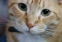 Close Up Portrait Of Orange Tabby Cat