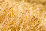 Fototapeta Tulipany - Macro view of yellow spikelets of wheat in field in summer