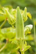 Closeup Shot Of Okra (Abelmoschus Esculentus) Flowering Plant