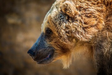 Sticker - Closeup of adorable Grizzly bear's head in its enclosure in the zoo