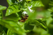 Selective Focus Shot Of A Bee On A Basil Plant