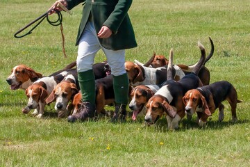 Sticker - Bassett Hound pack off to hunting display. Exhibition on a sunny summer day