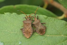 Closeup On 2 Adult Speckled Brown Herbivorous Dock Bug, Coreus Marginatus, Sitting On A Leaf
