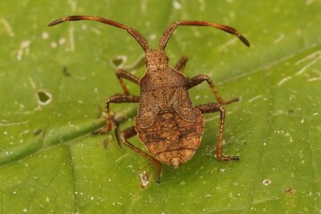 Closeup on a speckled brown herbivorous nymph instar Dock bug, Coreus marginatus, sitting on a leaf