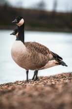 Vertical Shot Of Canada Geese Standing On Pebble Stones With A Sea In The Background