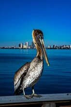 Vertical Close-up Shot Of A Pelican On A Wooden Surface In The Background Of A Cityscape