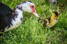 Closeup Shot Of A Spotted Black White Duck With A Duckling On A Field