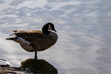 Close-up Shot Of A Canada Goose Standing In The Shallow Water