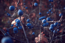Wild Forest Berries. The Blackthorn Bush With Blue Berries Close-up