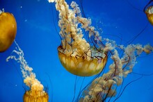 Closeup Shot Of Yellow Jellyfish Swimming Underwater In An Aquarium