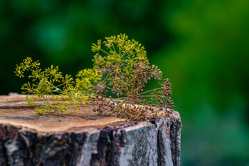 dill flower table, green nature background wood stump trunk outdoor, herbal therapy plants concept. wildflower seed