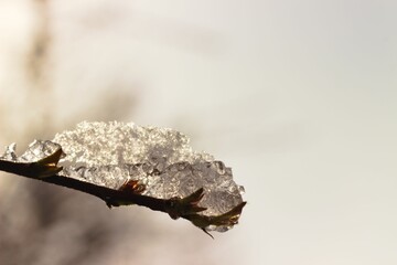 Closeup shot of a thin branch covered in ice during winter