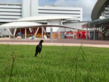 Crested Myna Bird Standing On The Green Grass The Park In The City With Blur Background