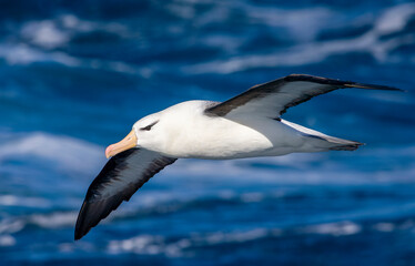 Wall Mural - black-browed albatross, thalassarche melanophris
