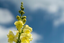 Close-up Of The Yellow Snapdragon  Flower Or Antirrhinum In Partial Bloom