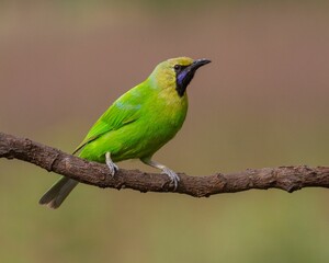 Wall Mural - Closeup shot of a beautiful Jerdon's leafbird perched on a branch on the blurred background