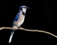 Closeup Shot Of A Blue Jay On The Branch Of A Tree
