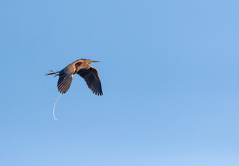 Purple Heron, Ardea purpurea