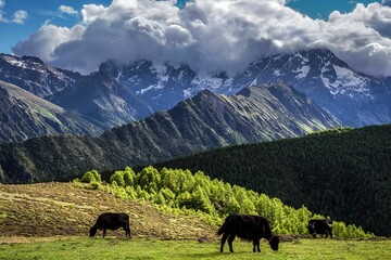 Sticker - Cattle grazing in a mountaianous area