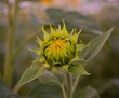 Selective focus shot of unopened sunflower with green leaves in the field