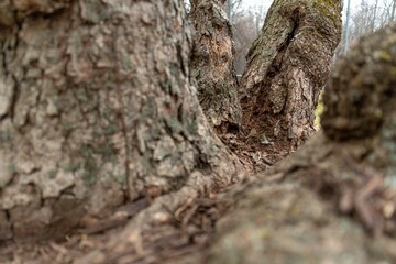 Poster - Closeup of growing tree trunks covered by moss