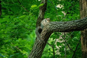 Poster - Adorable little squirrel on a tree branch