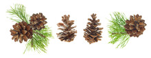 Beautiful Fir Tree Branch With Pine Cones On White Background. Medicinal Plants. Forest Tree With Cones. Isolated