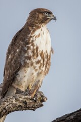 Wall Mural - Vertical closeup of a majestic red-tailed hawk on a tree branch against the blue sky