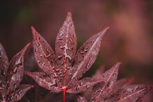 Closeup Of Wet Red Japanese Maple Leaves On Blur Background