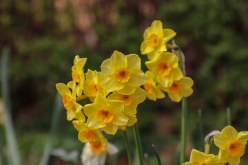 Canvas Print - Shallow focus shot of yellow Martinette Daffodil flowers in the garden