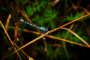 Wall Mural - A view of a small dragonfly in nature