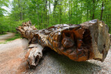 Fototapeta  - The Chainsaw Art on a fallen red oak tree at William B Umstead State Park, Raleigh North Carolina. 
