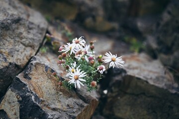 Poster - High-angle view of the Calico aster flower plant growing through the rocks