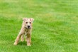 Energetic Soft-coated Wheaten Terrier running around on a grass