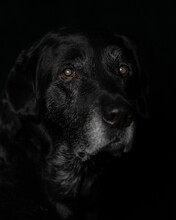 Portrait Of An Old Black Labrador With A Dark Background