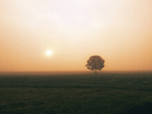 Lone Tree Standing In A Field Against The Fog