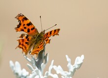 A Comma Butterfly Sitting On A Fern.