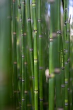 A Green Bamboo Bush In Detail