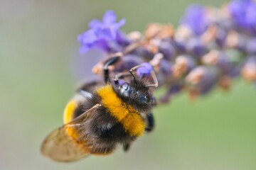 Sticker - Bee collecting nectar and pollen on a blue flower